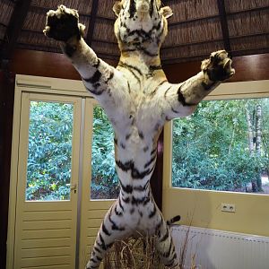 Education building - Taxidermy mount of a standing Amur tiger (Panthera tigris altaica), 2019-09-15