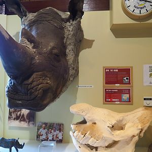 Education building - White rhinoceros specimens and conservation information, 2019-09-15
