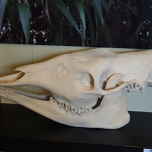Education building - Okapi skull (Okapia johnstoni), 2019-09-15
