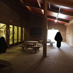 Viewing area indoor western chimpanzee, western lowland gorilla and black crested mangabey exhibits, 2019-09-15