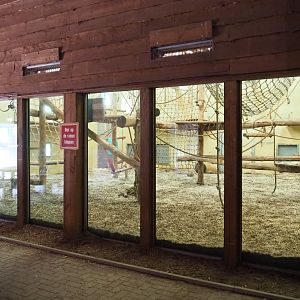 Indoor housing for the first Western chimpanzee group, 2019-09-15