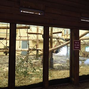 Indoor housing Western lowland gorilla breeding group and black-crested mangabeys, 2019-09-15