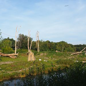 Western lowland gorilla breeding group and black-crested mangabey island, 2019-09-15