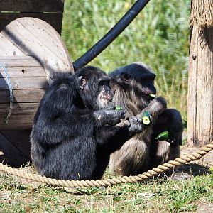 Western chimpanzees (Pan troglodytes verus) eating cucumbers, 2019-09-15