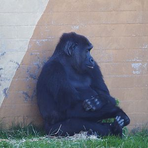 Female Western lowland gorilla (Gorilla gorilla gorilla), 2019-09-15