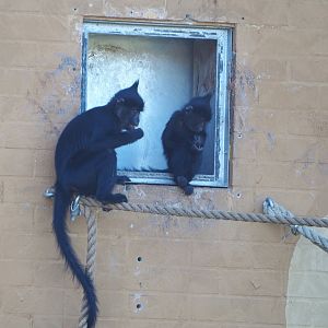 Black crested mangabeys (Lophocebus aterrimus), 2019-09-15