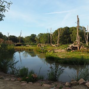 Western lowland gorilla breeding group and black-crested mangabey island, 2019-09-15