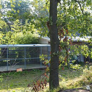 Lar gibbon house and separation cage, 2019-09-15