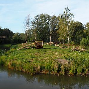 First African lion exhibit, 2019-09-15