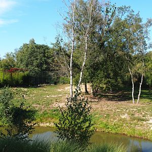 First African lion exhibit, 2019-09-15