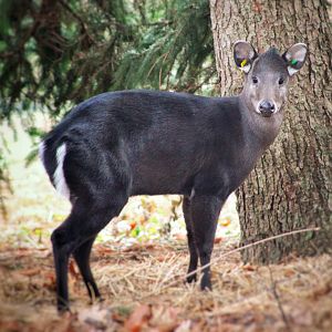 Dec. 2019 - Wilderness Trek - Tufted Deer