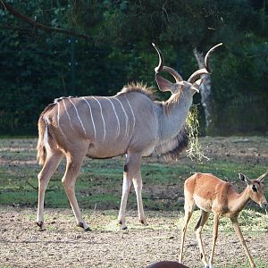 Greater kudu (Tragelaphus strepsiceros) and Common impala (Aepyceros melampus melampus),  2019-09-15