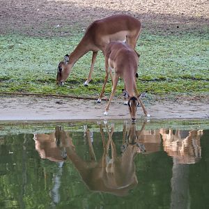 Common impalas (Aepyceros melampus melampus), 2019-09-15