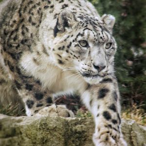Dec. 2019 - Asian Highlands - Snow Leopard