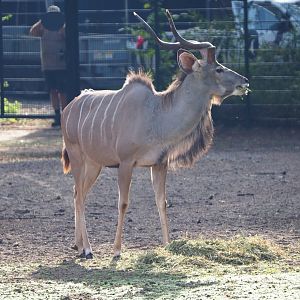 Greater kudu (Tragelaphus strepsiceros), 2019-09-15