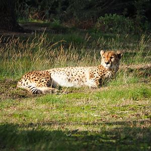 South African cheetah (Acinonyx jubatus jubatus), 2019-09-15