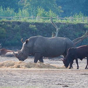 Southern white rhinoceros (Ceratotherium simum simum) and Ankole-Watusi cattle (Bos taurus indicus), 2019-09-15