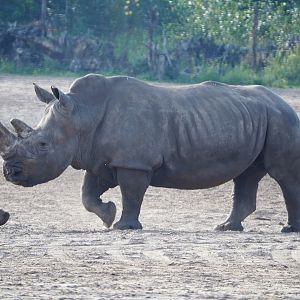 Southern white rhinoceros (Ceratotherium simum simum), 2019-09-15