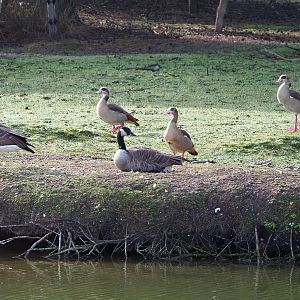 Exotic geese - Canada geese (Branta canadensis) and Egyptian geese (Alopochen aegyptiaca), 2019-09-15