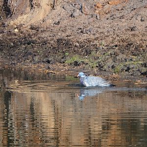 Wild Common wood pigeon (Columba palumbus) bathing, 2019-09-15