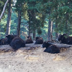 Yak herd (Bos mutus grunniens), 2019-09-15