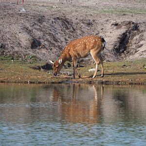 Vietnamese sika deer doe (Cervus nippon pseudaxis) drinking from the safari boat canal, 2019-09-15