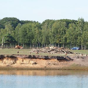 Asian paddock, 2019-09-15