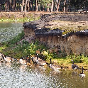 Canada geese (Branta canadensis), 2019-09-15