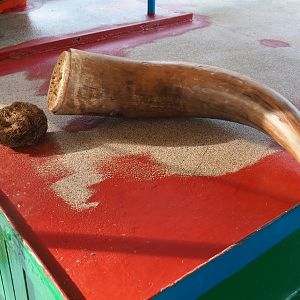 Ankole-Watusi horn and Southern white rhinoceros bolus on the safari boat, 2019-09-15