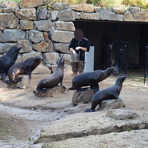 Keepers training and feeding the California sea lions, 2019-09-15