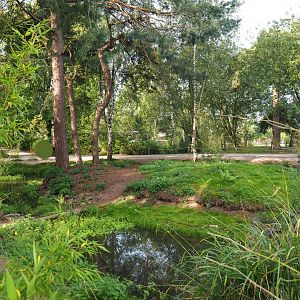 Ring-tailed lemur walk-through area, 2019-09-15