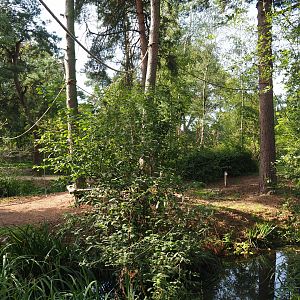 Ring-tailed lemur walk-through area, 2019-09-15