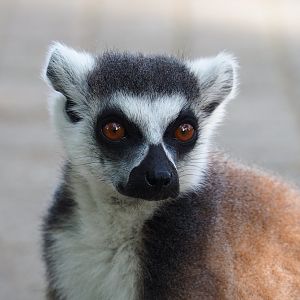 Ring-tailed lemur (Lemur catta), 2019-09-15
