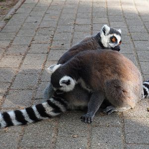 Ring-tailed lemurs grooming each other (Lemur catta), 2019-09-15