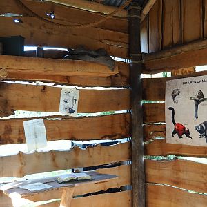 Lemur educational materials, 2019-09-15