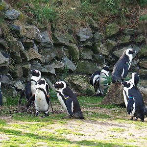 African penguins (Spheniscus demersus), 2019-09-15