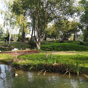 Ring-tailed lemur walk-through area with the original island, 2019-09-15