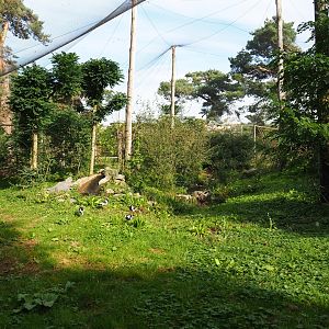 African walk-into aviary, 2019-09-15