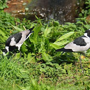 Blacksmith plovers (Vanellus armatus), 2019-09-15