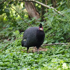 Crested guineafowl (Guttera pucherani), 2019-09-15