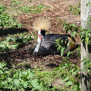 Grey crowned crane (Balearica regulorum), 2019-09-15