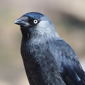Wild Eurasian jackdaw (Corvus monedula), 2019-09-15