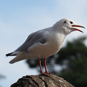 Wild Black-headed gull (Chroicocephalus ridibundus), 2019-09-15