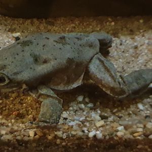 Ticitaka water frog