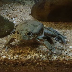 Ticitaka water frog