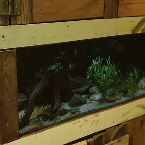 Aquarium Ticitaka water frog