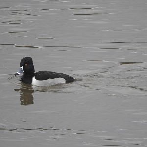 Ring-necked Duck