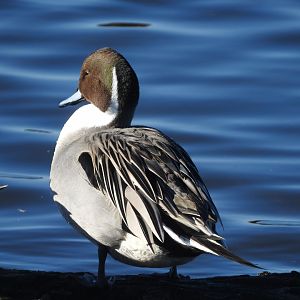 Northern Pintail