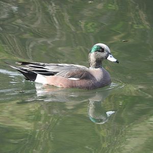 American Wigeon
