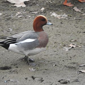 Eurasian Wigeon